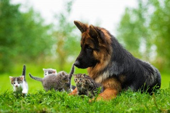 Personalised dog Boarding Facilities in Doncaster & Templestowe - Rilten Kennels