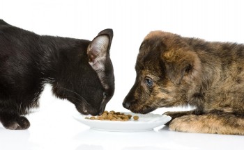 Personalised dog Boarding Facilities in Doncaster & Templestowe - Rilten Kennels