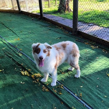 Personalised dog Boarding Facilities in Doncaster & Templestowe - Rilten Kennels