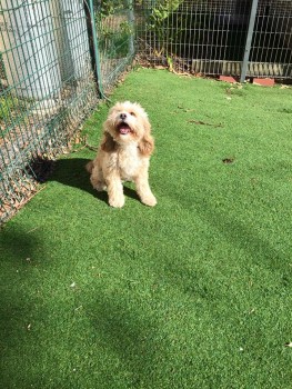 Personalised dog Boarding Facilities in Doncaster & Templestowe - Rilten Kennels