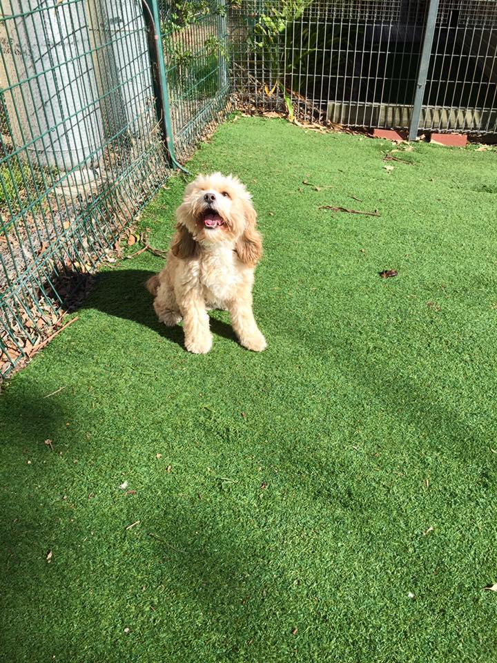 Personalised dog Boarding Facilities in Doncaster & Templestowe - Rilten Kennels