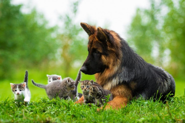 Personalised dog Boarding Facilities in Doncaster & Templestowe - Rilten Kennels