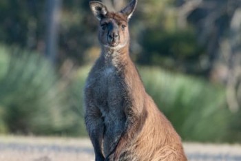 Kangaroo island accommodation