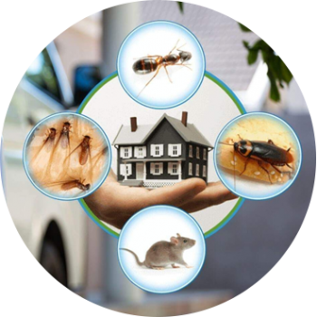 Top line Group services - Pest control services in sydney 