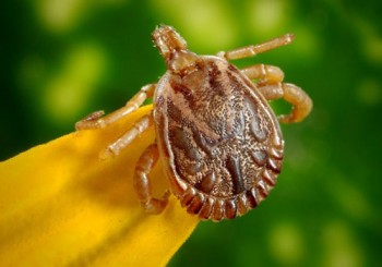 Pest Control Dee Why