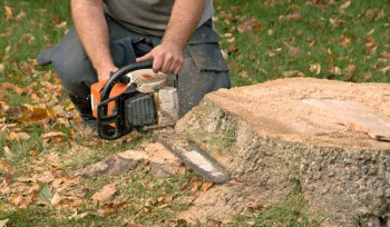 Quality Tree Stump and Root Removal Specialists in Brighton - Stump Removal Malvern