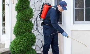 Bed Bugs pest control perth