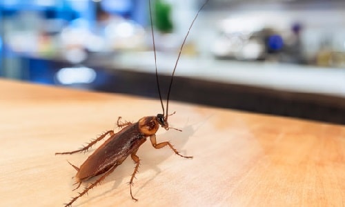 Bed Bugs pest control perth