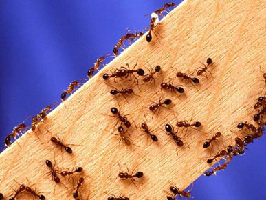 Pest Control Geelong