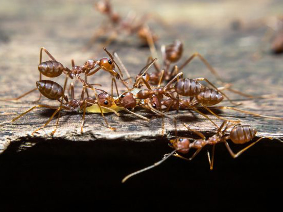 Pest Control Geelong
