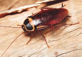 Pest Control Mornington