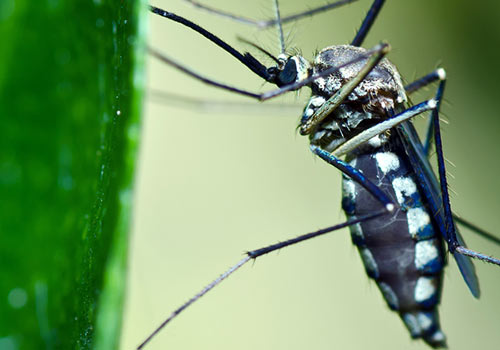 Pest Control Mornington