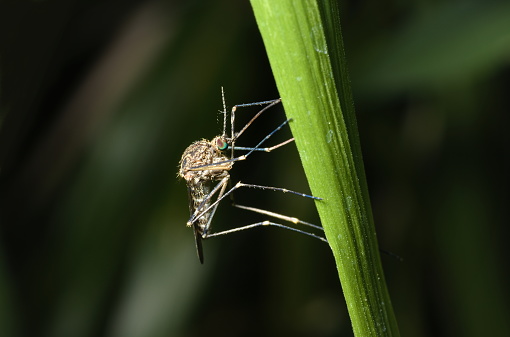 Pest Control Mornington