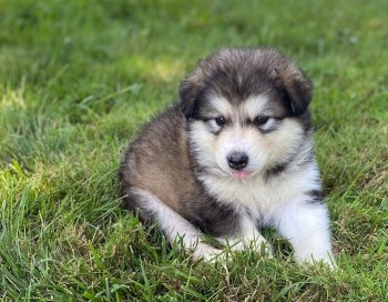 alaskan malamute puppy male and female 