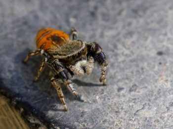 Pest Control Waterloo