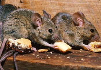 Pest Control Waterloo