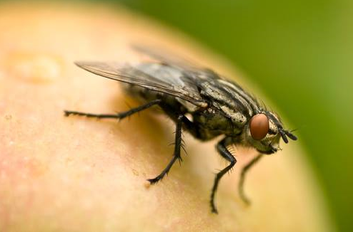 Pest Control Waterloo