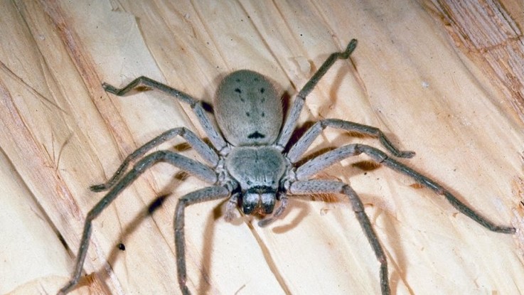 Pest Control Waterloo