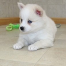  Pomsky  puppies male & female 