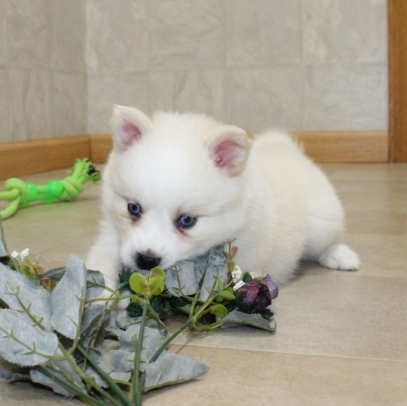  Pomsky  puppies male & female 