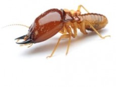 Termite Control Melbourne