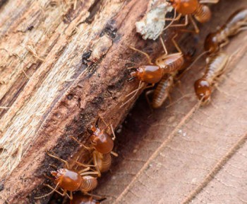 Termite Control Melbourne