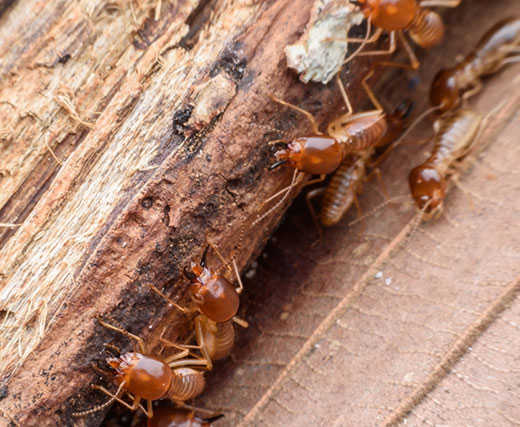 Termite Control Melbourne