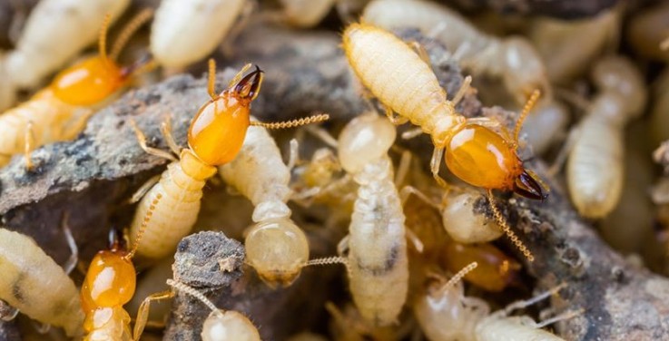 Termite Control Melbourne