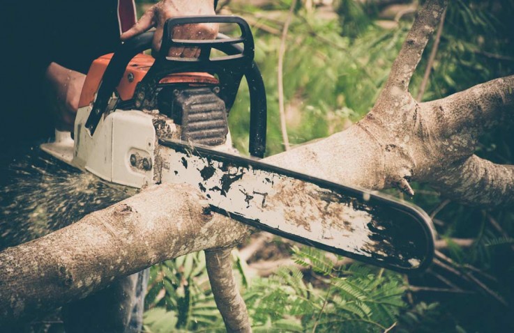 Tree Removal Services Adelaide| Owned an