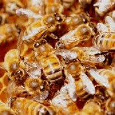 Pest Control Baldivis
