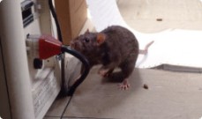 Pest Control Baldivis