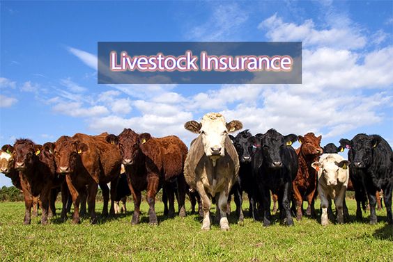 Cover The Unexpected Livestock Loss During Any Mishappening With Livestock Insurance!