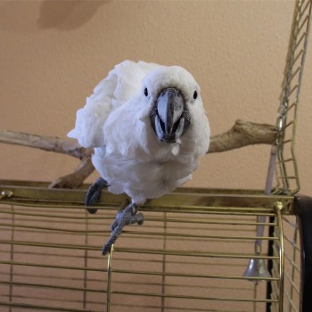 white cockatoo parrot for rehoming