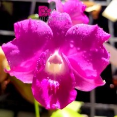 Orchid Varieties Online Purchase