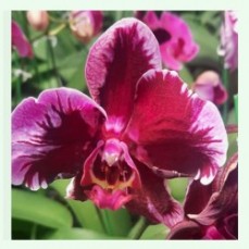 Orchid Varieties Online Purchase