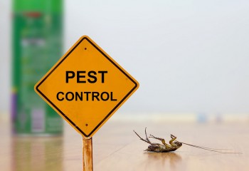 Pest Control Canberra