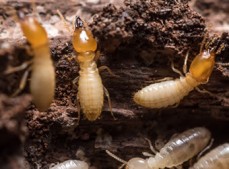 Pest Control Toowoomba