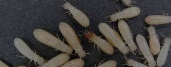 Pest Control Toowoomba