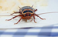 Pest Control Toowoomba