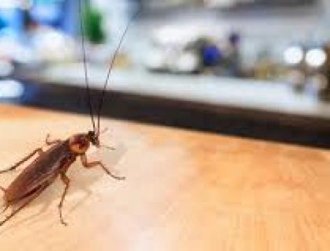 Pest Control Toowoomba