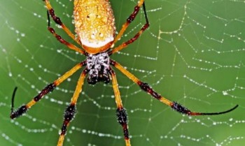 Pest Control Victor Harbor