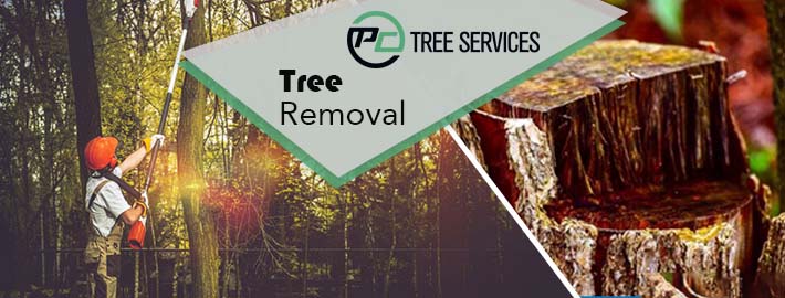 PCTrees Services
