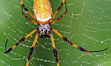 Pest Control Fremantle