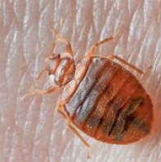 Pest Control Griffith