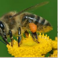 Pest Control Griffith