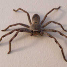 Pest Control Griffith