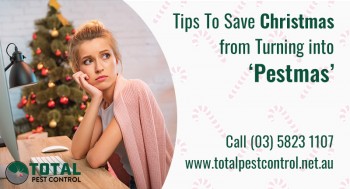 5 Pest Control Shepparton Tips To Save Christmas from Turning into &lsquo;Pestmas&rsquo;