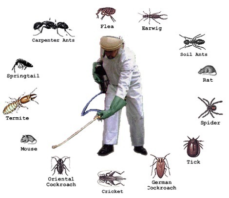 Pest Control Forster