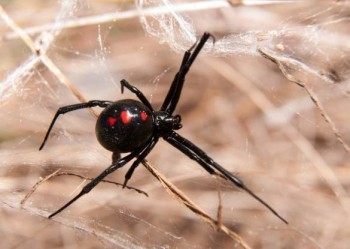 Pest Control Ballarat