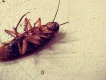 Pest Control Ballarat